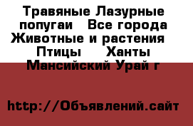 Травяные Лазурные попугаи - Все города Животные и растения » Птицы   . Ханты-Мансийский,Урай г.
